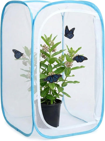 KraAra spacious interior accommodates two milkweed plants and multiple caterpillars.