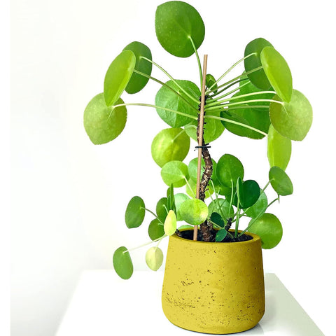 KT Deals 100-pack bamboo stakes help organize and display plants.