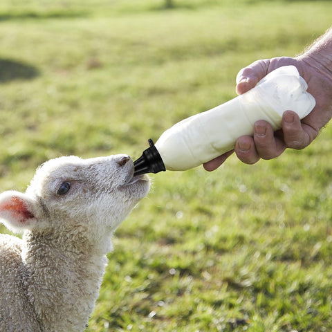 KTXM six-pack nipples arranged for lamb feeding on a farm.