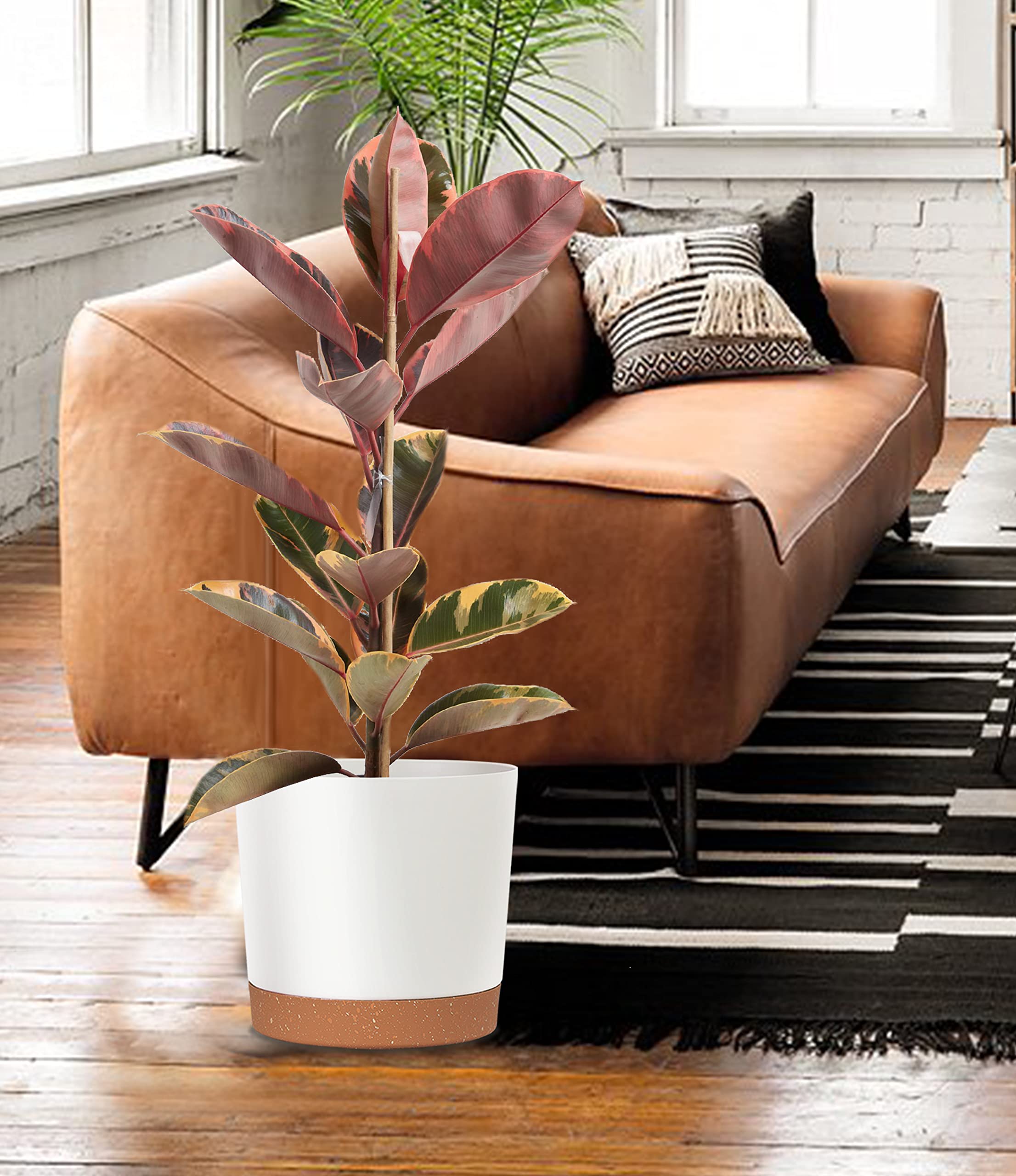 kubvici air plant pot uses versatile design for small greens