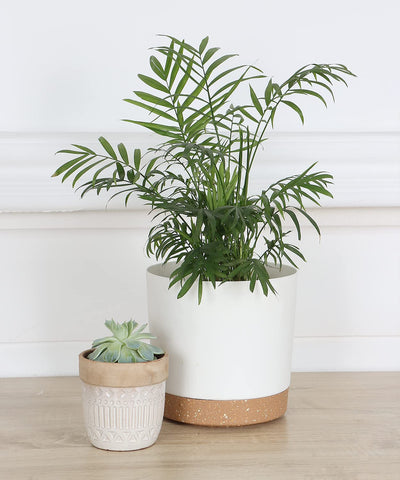 kubvici polypropylene planter with thick sidewalls for lasting sturdiness.