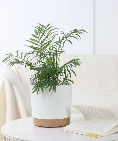 kubvici set of two planters fits various small to medium plants.