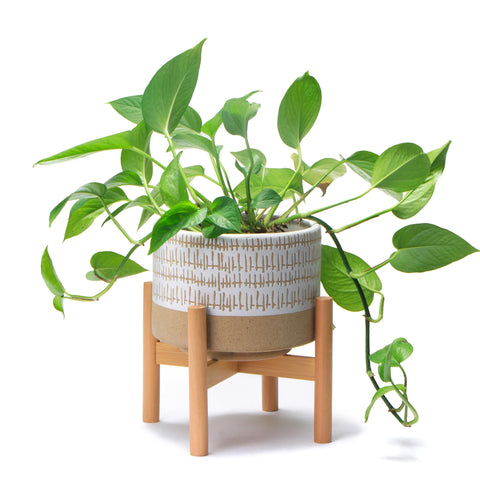 Kurrajong Farmhouse ceramic planter with bamboo stand on a counter, mid-century decor.