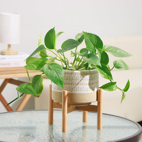 Kurrajong Farmhouse planter on bamboo stand highlights a stylish indoor focal point.