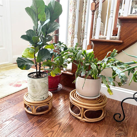 KUTORKILL small rattan round riser adds height for delicate succulents