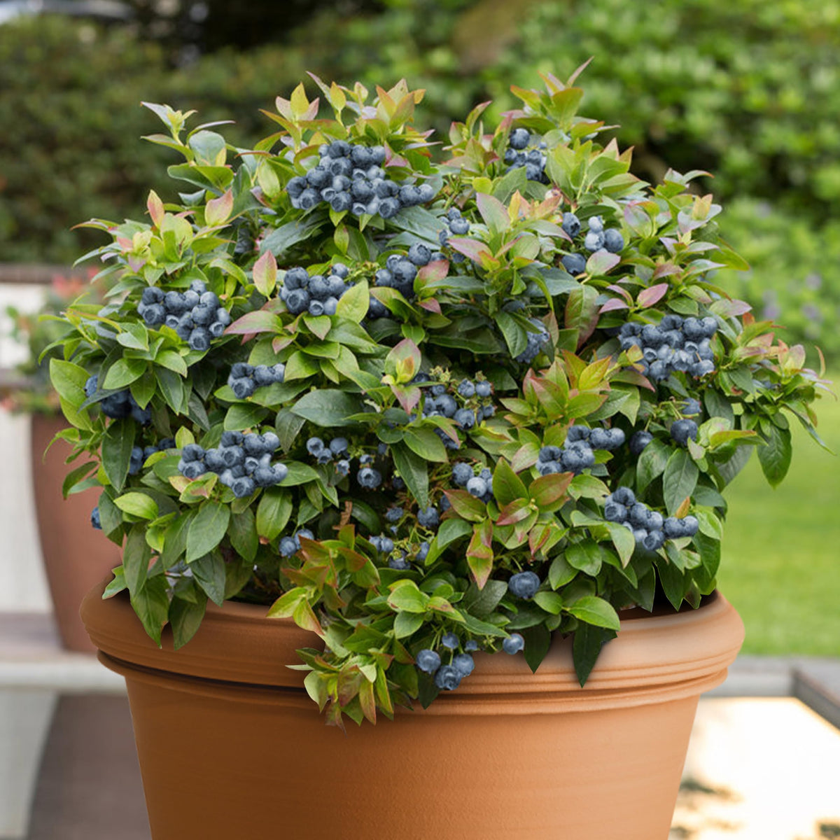 KVITER 100 Blueberry seeds show a compact dwarf bush ideal for small-space gardens.