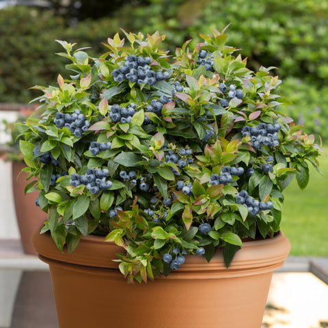 KVITER 100 Blueberry seeds show a compact dwarf bush ideal for small-space gardens.