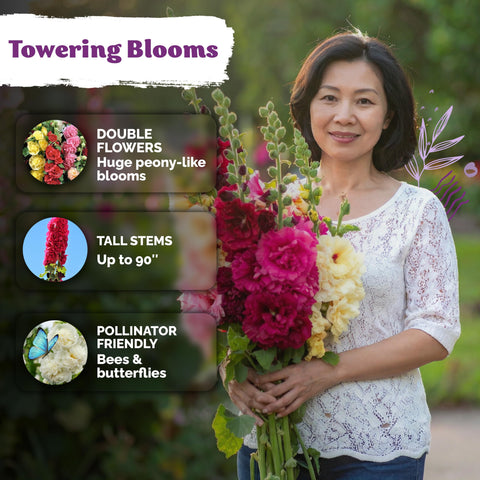 KVITER hollyhock seeds grow tall stalks up to 7.5 feet for garden drama.
