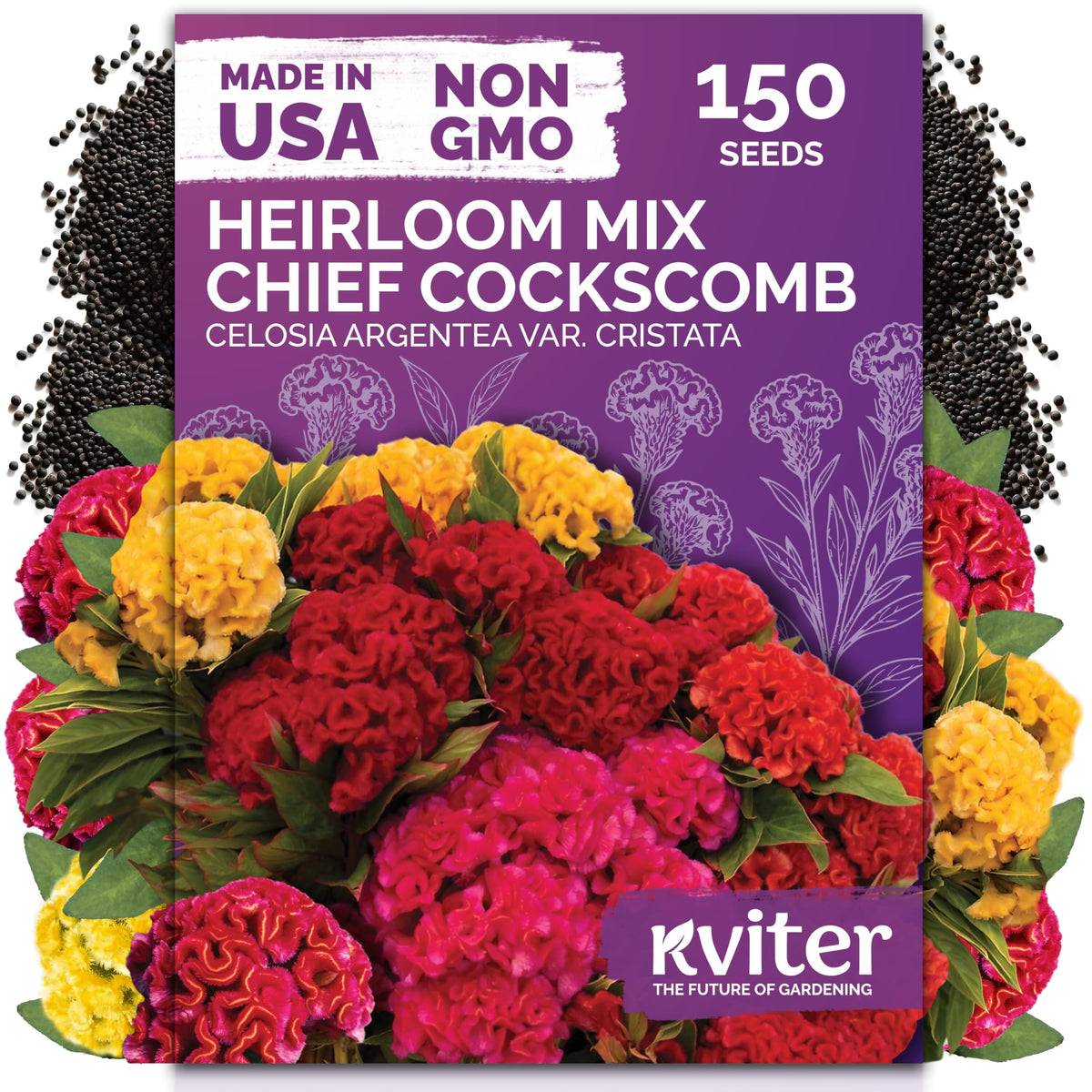 KVITER 150 Chief Mix Cockscomb bloom close-up, vibrant crested flowers for premium cut stems.