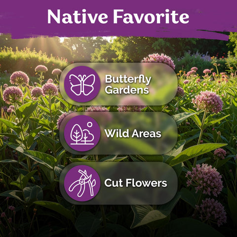 KVITER pollinator-friendly milkweed thrives in sunny garden beds.