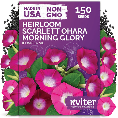 KVITER 150 Scarlett O'Hara seed pack for vibrant red morning glory vines.