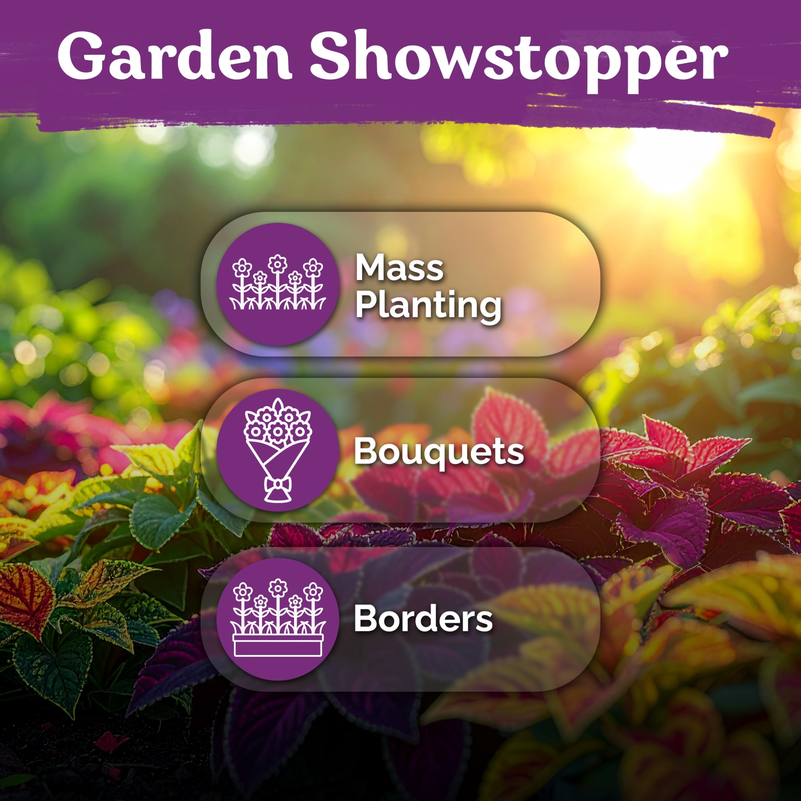 KVITER 1600 Rainbow Coleus seeds ideal for containers and garden beds