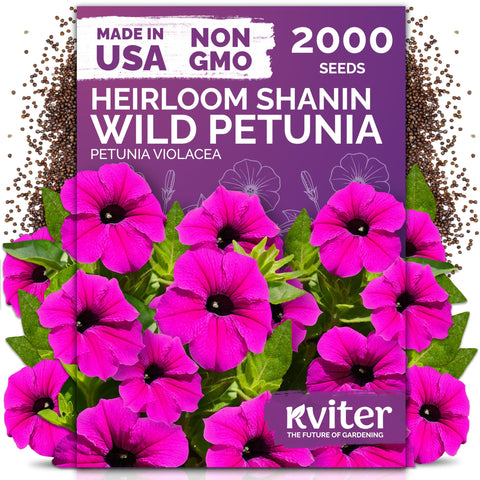 KVITER 2000 Shanin Wild Petunia seeds bulk pack ready for vibrant outdoor displays.