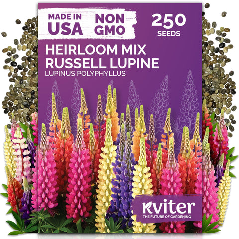 KVITER 250 mix Russell lupine seeds pack ready for sunny borders with tall blooms.
