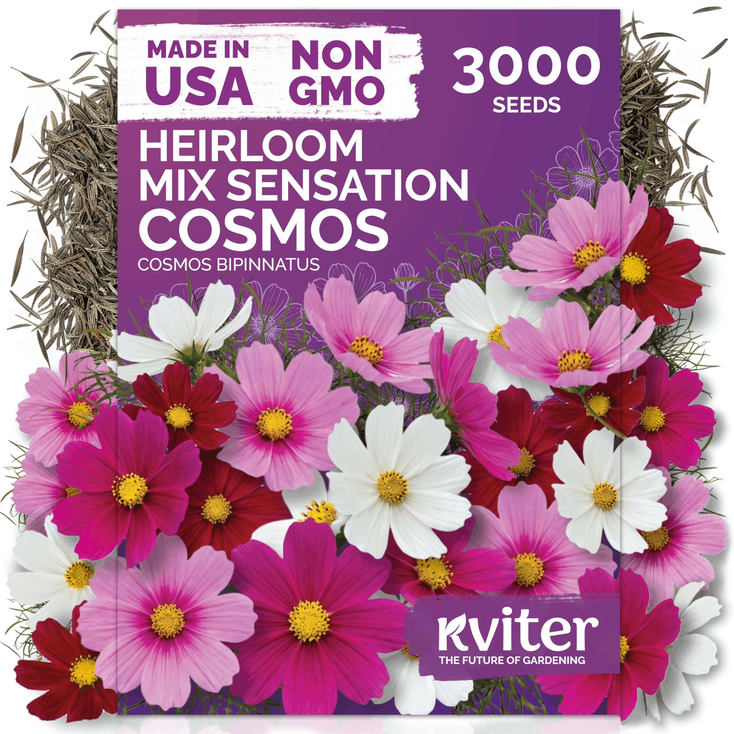 KVITER 3000 Mix Sensation Cosmos tall blooms for dramatic garden displays