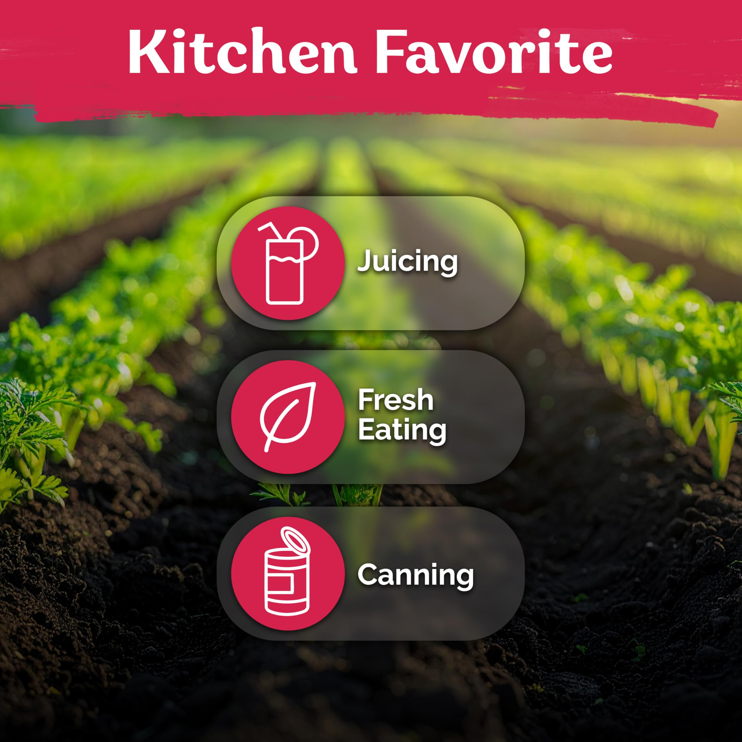 KVITER 3100 TenderSweet seeds yield ready-to-store harvests for jars and snacks