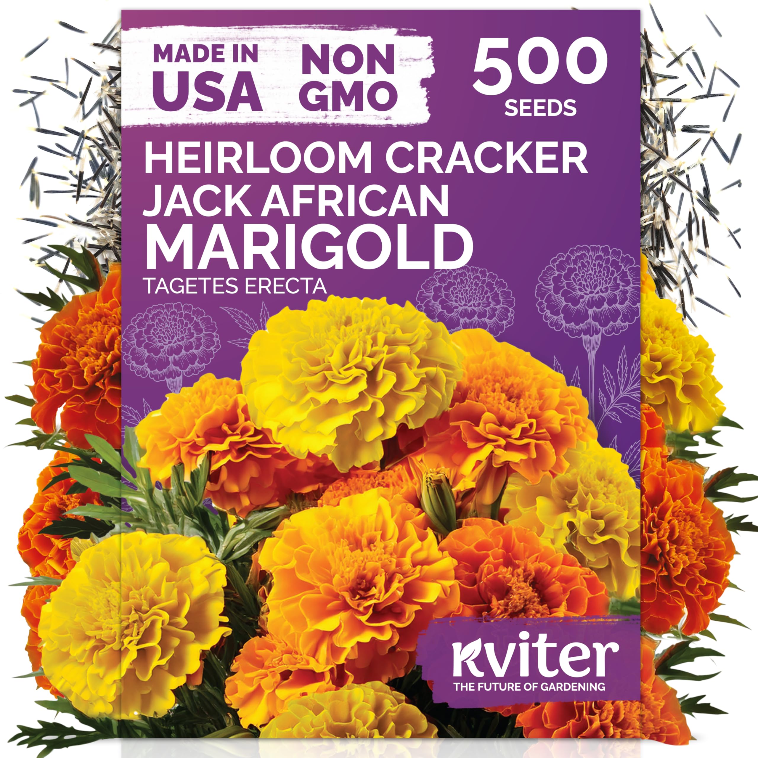 KVITER 500 Cracker Jack Marigold Seeds bloom close-up for vibrant garden color