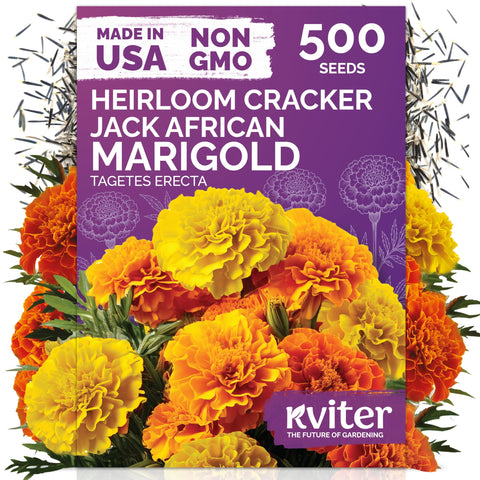 KVITER 500 Cracker Jack Marigold Seeds bloom close-up for vibrant garden color