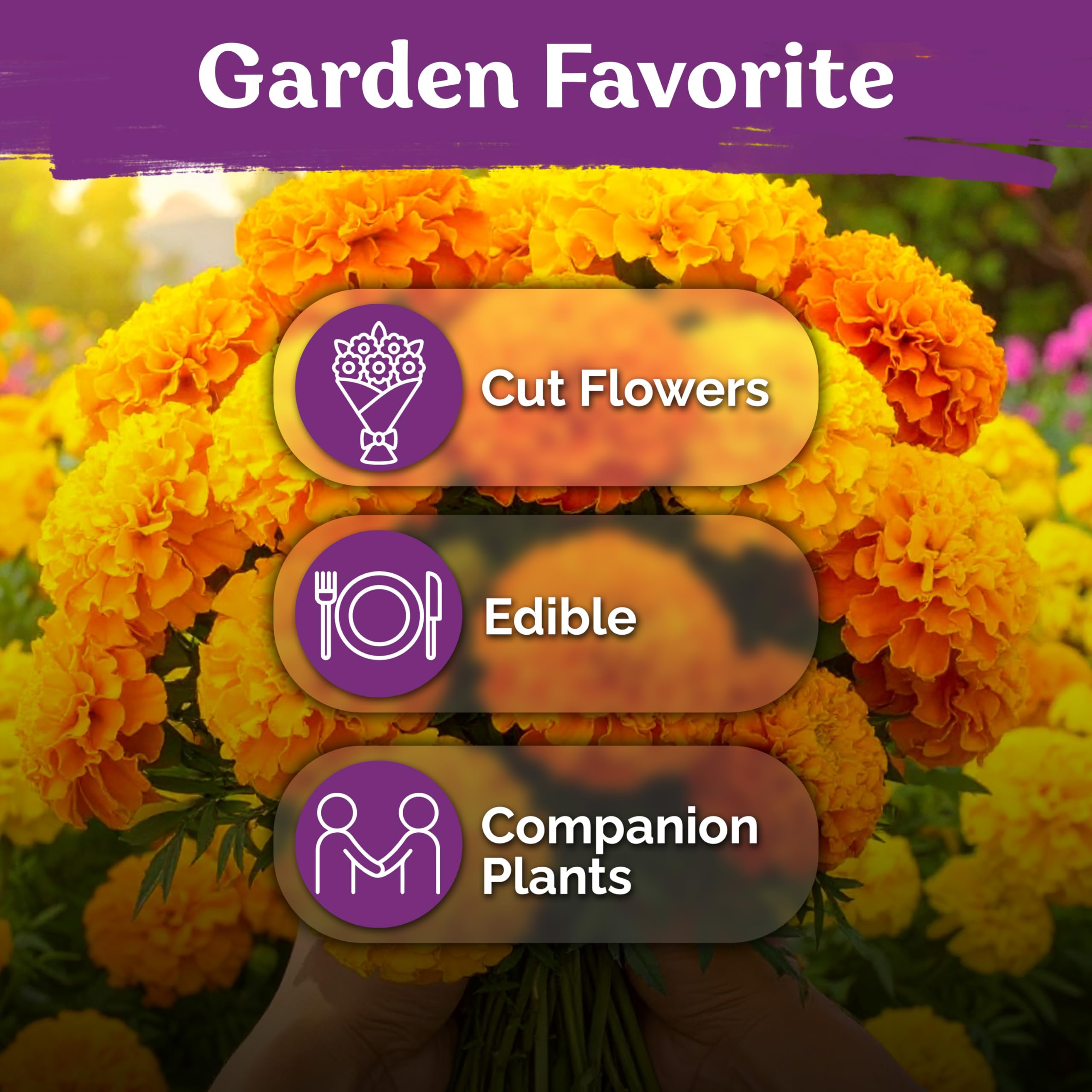KVITER 500 Cracker Jack Marigold Seeds heat-tolerant blooms thrive in sunny gardens