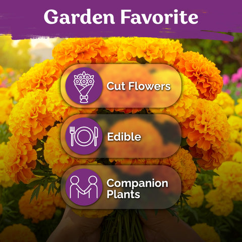 KVITER 500 Cracker Jack Marigold Seeds heat-tolerant blooms thrive in sunny gardens