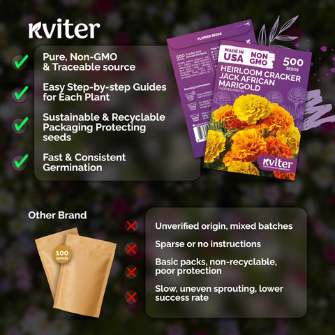 KVITER 500 Cracker Jack Marigold Seeds potted display with bold petals