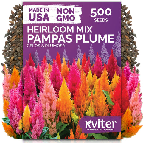 KVITER 500 mixed pampas plume seeds bag closeup for vibrant garden beds.