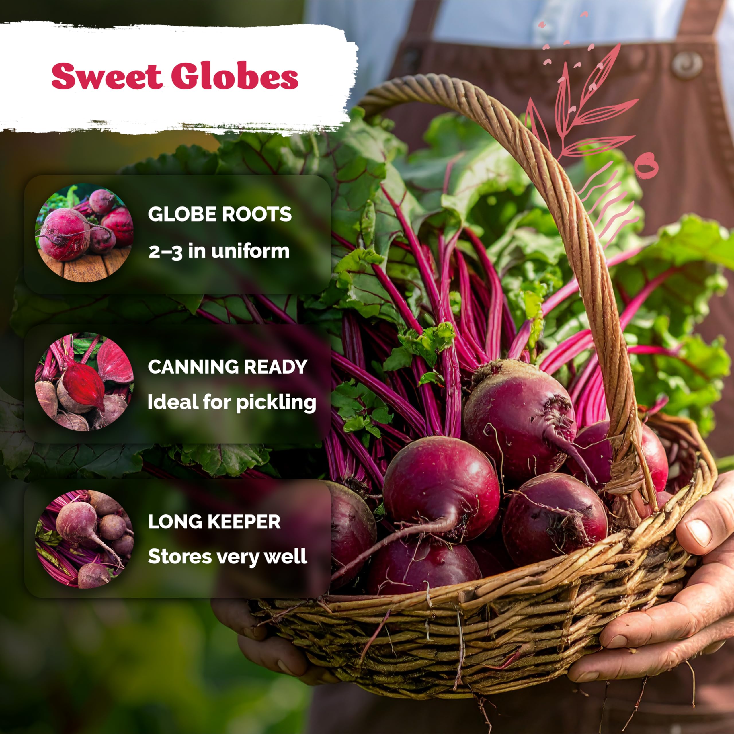 KVITER Detroit Dark Red Beet leafy tops closeup, edible greens ready to harvest