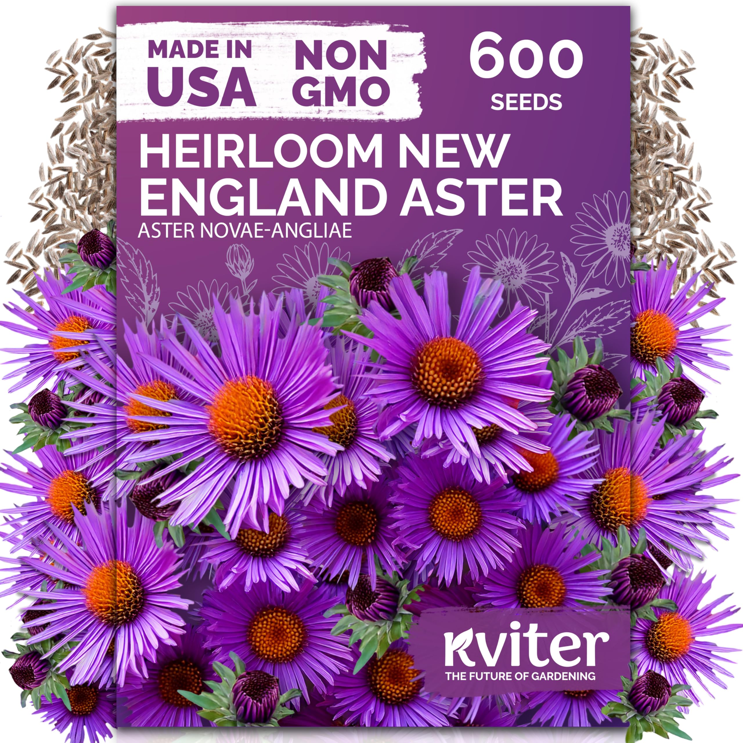 KVITER 600 New England Aster seeds packaging for easy planting