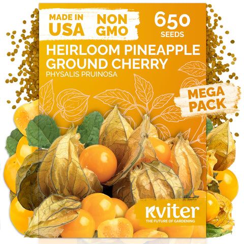 KVITER 650 Aunt Molly ground cherry seeds ready for planting by beginners