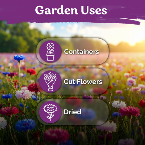 KVITER 800 Mix Bachelor Button Seeds attract bees and butterflies in pollinator-friendly beds.
