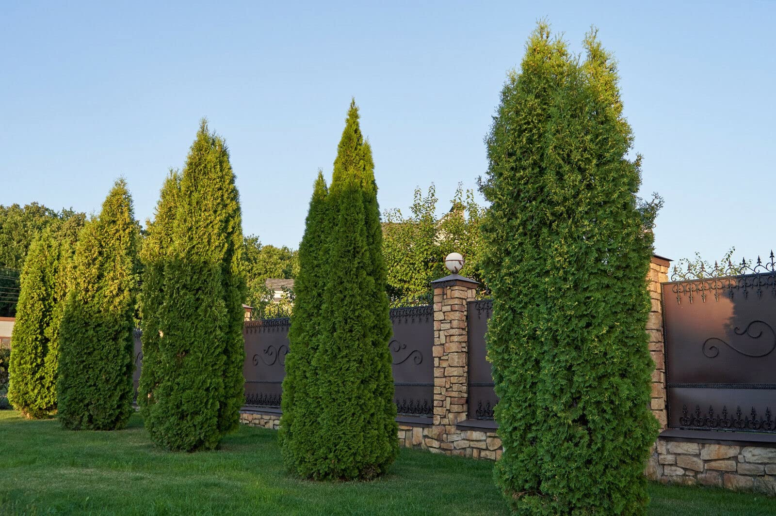 KVITER Arborvitae seed pack close-up ideal for easy planting and evergreen screening.