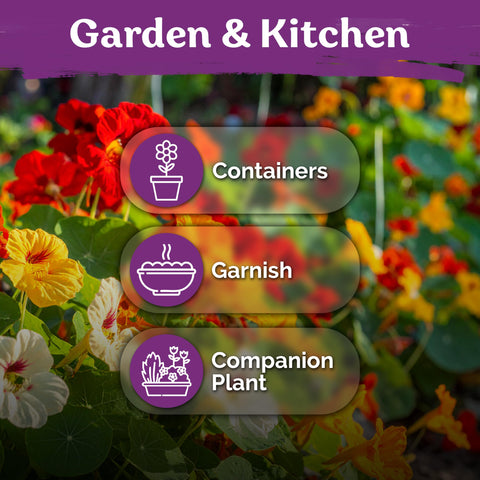 KVITER blooms attract bees and butterflies for pollinator-friendly gardens.