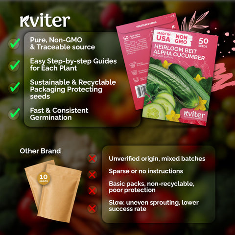 KVITER Beit Alpha cucumbers measure 5–8 inches with mild flavor