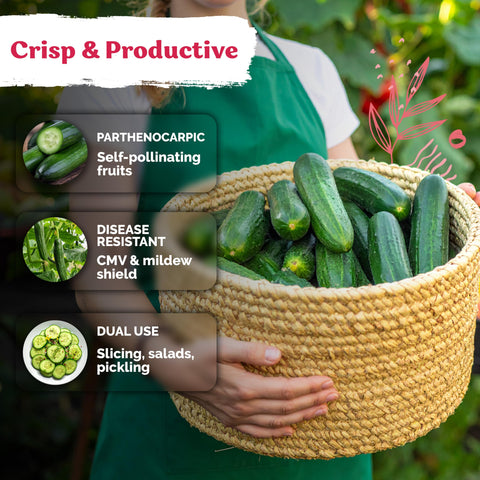 KVITER Beit Alpha seeds resist common cucumber diseases for healthier plants