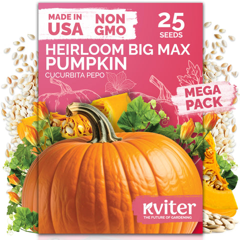KVITER Big Max pumpkin seeds pack for home planting and giant fruit potential.
