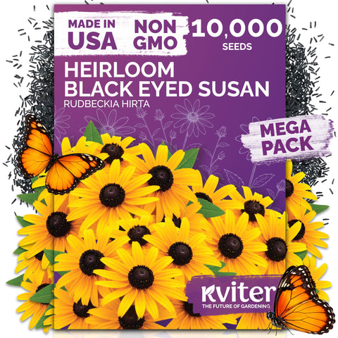 KVITER black-eyed susan seeds packaging for bulk planting and easy garden setup.