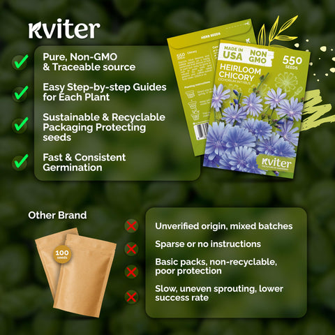 KVITER blue blooms open with sun from late summer to fall.