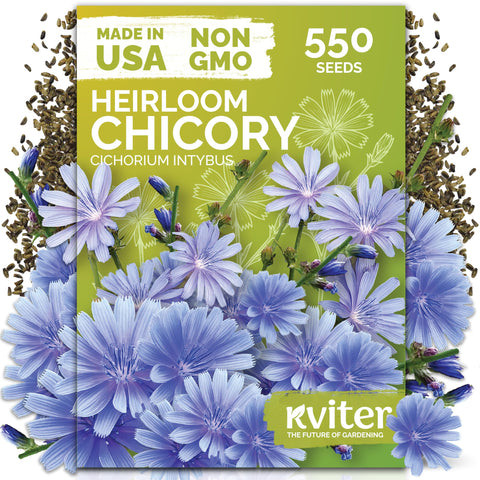 KVITER blue chicory flowers in a sunny garden attract pollinators.
