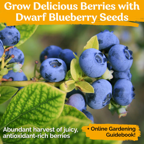 KVITER blueberry seeds demonstrate easy germination steps for a rewarding garden start.