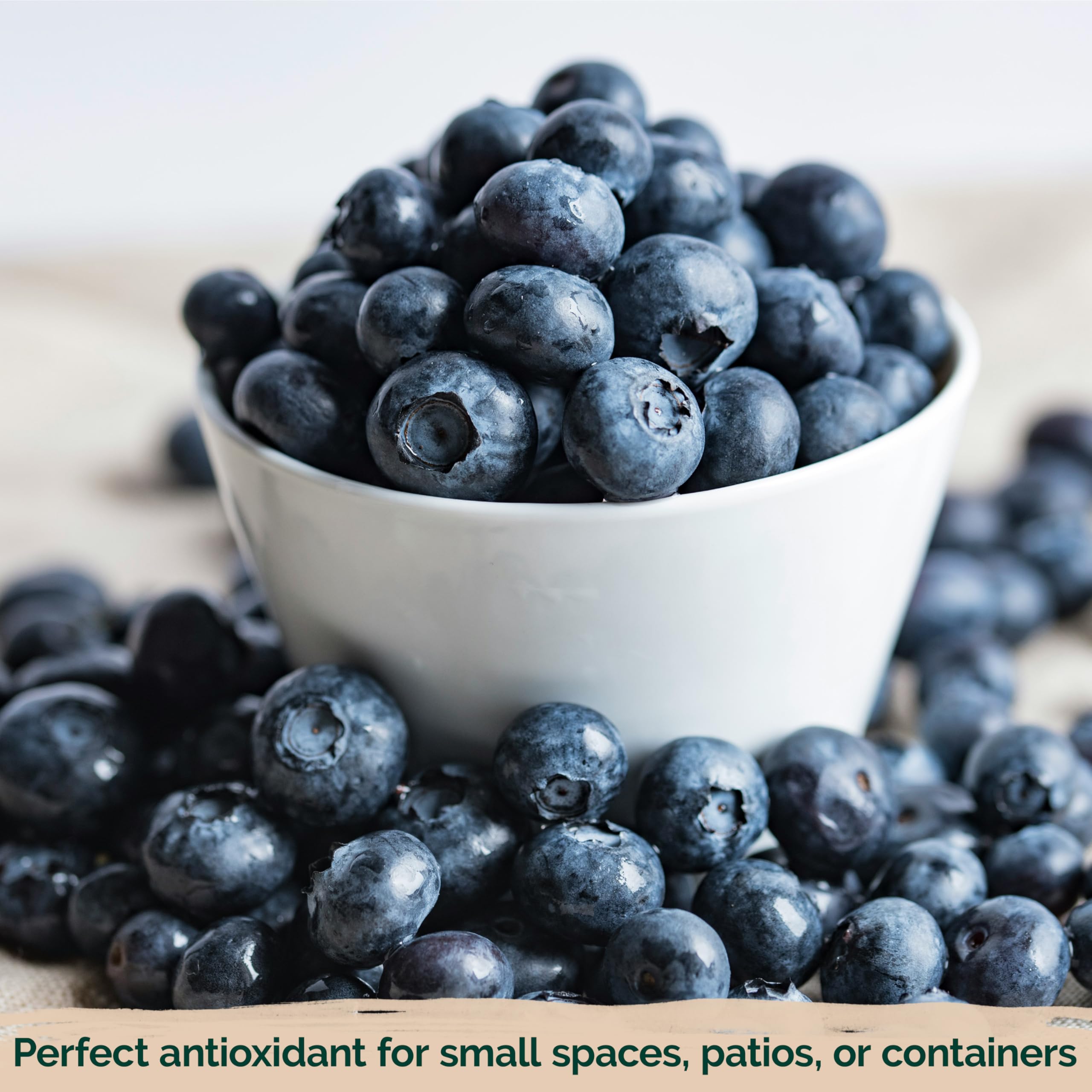 KVITER seeds grow into small decorative plants indoors near a sunny window with fresh berries.