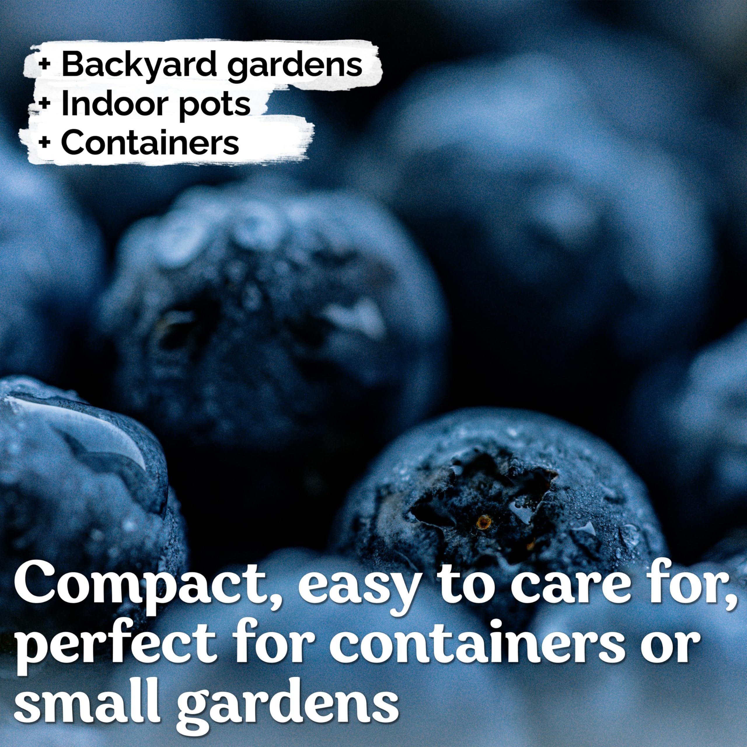 KVITER organic heirloom non-GMO seeds support natural growth for eco-conscious berry projects.