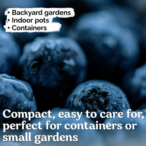 KVITER organic heirloom non-GMO seeds support natural growth for eco-conscious berry projects.