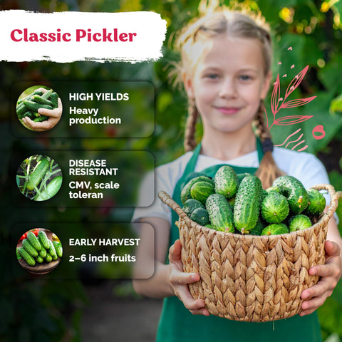 KVITER Boston pickling cucumbers with bright green mini fruits for fresh snacking.