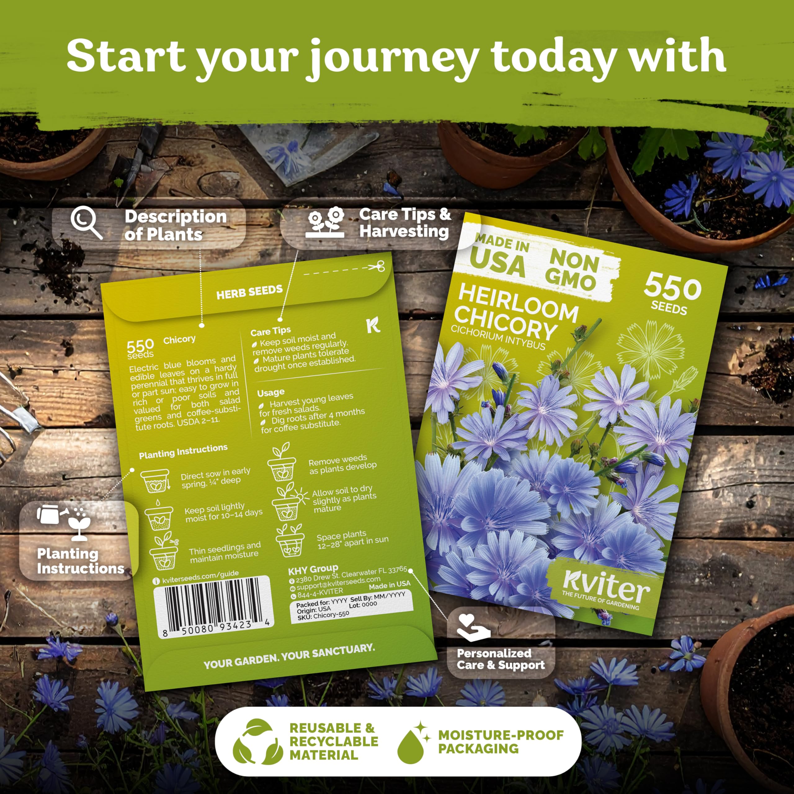 KVITER chicory seeds ready for direct sow in early spring.