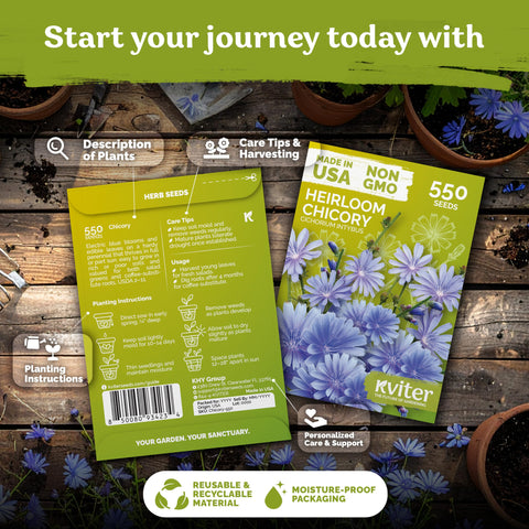 KVITER chicory seeds ready for direct sow in early spring.