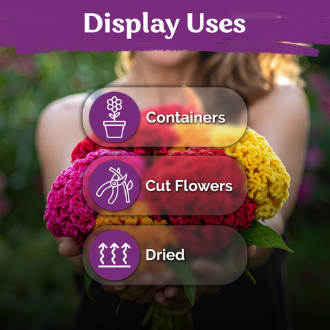 KVITER cockscomb cut-flowers stems suitable for fresh or dried arrangements