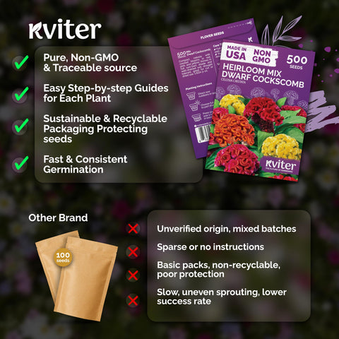 KVITER cockscomb drought-tolerant seed adapts to poorer soils