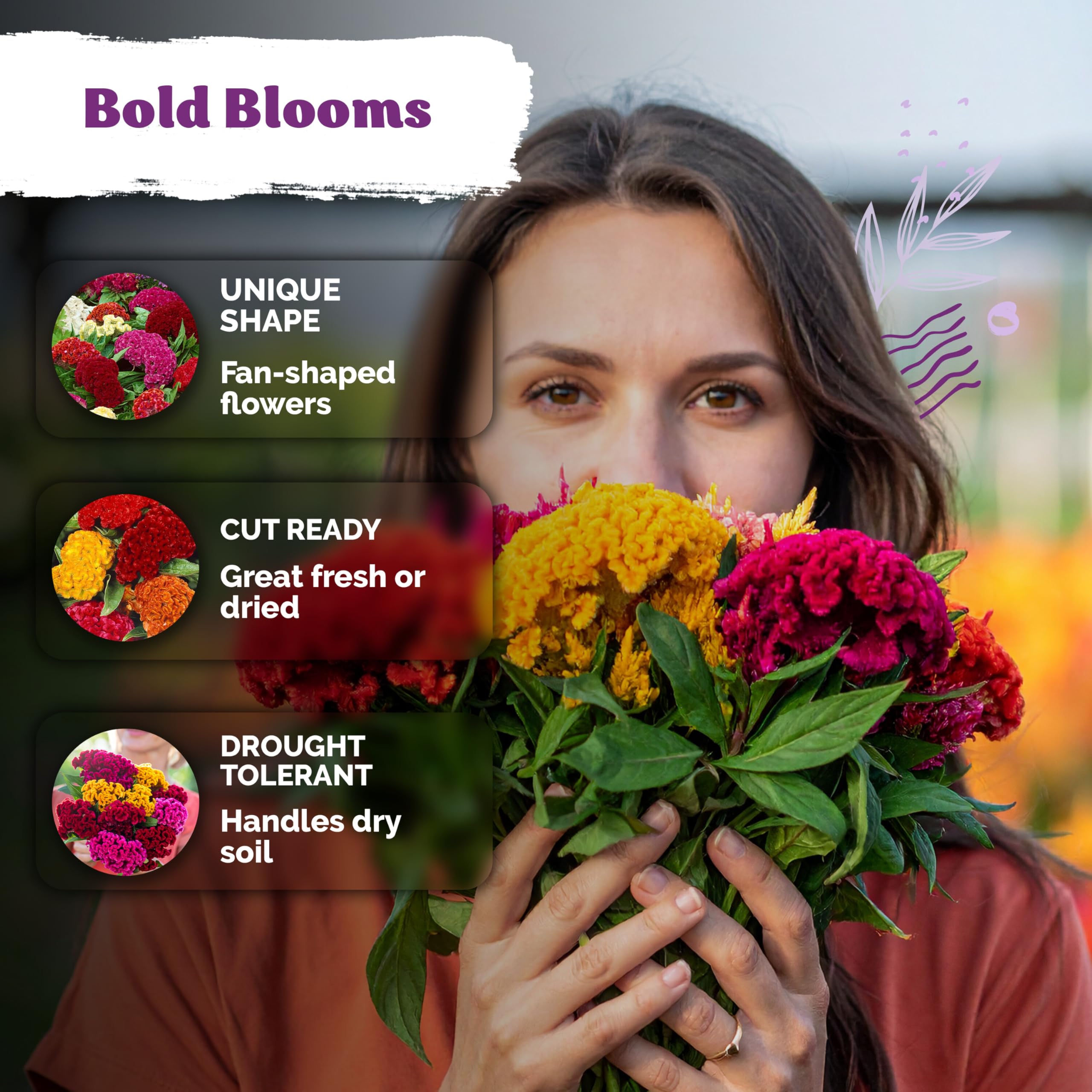 KVITER cockscomb pollinator-friendly bloom attracts bees and butterflies