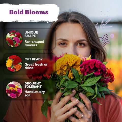 KVITER cockscomb pollinator-friendly bloom attracts bees and butterflies