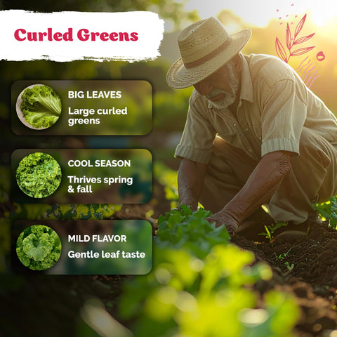 KVITER cool-weather planting image highlights fall greens thriving in cooler climates.